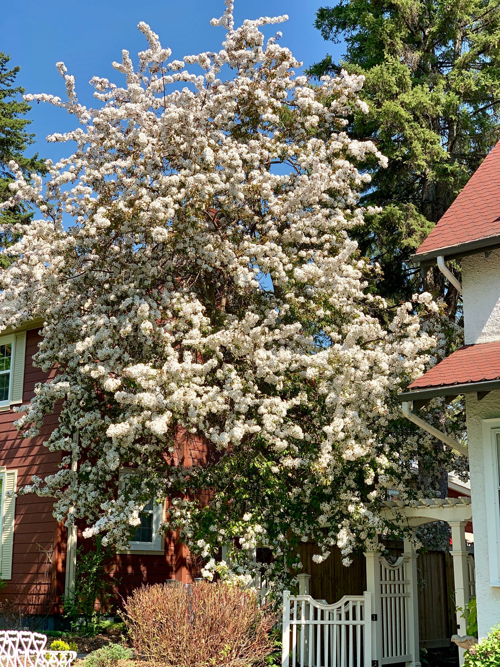 Arbre en fleurs devant une maison ancienne